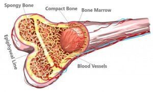 Bone Marrow image